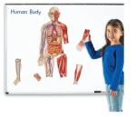 Human body-1.jpg